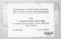 Anthracoidea caricis image